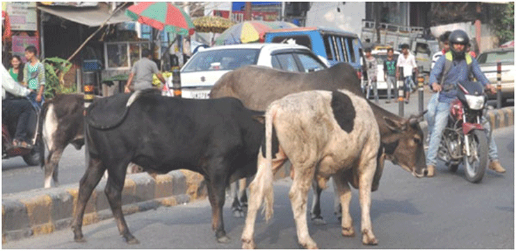 Animal By-Laws yet to get clearance from Administration: Cattle Menace on city road haunts motorists; PBMC still struggling to introduce tagging of Stray Animals - ANDAMAN SHEEKHA Animal By-Laws yet to get clearance from Administration: Cattle Menace on city road haunts motorists; PBMC still struggling to introduce tagging of Stray Animals - ANDAMAN SHEEKHA